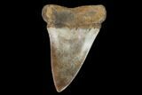 Fossil Mako Shark Tooth - Virginia #97676-1